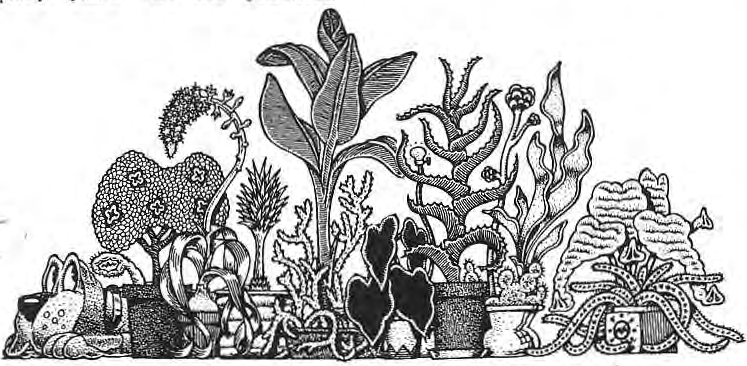 Original decorative illustration of plants in the historical Dangerous Beauties article.