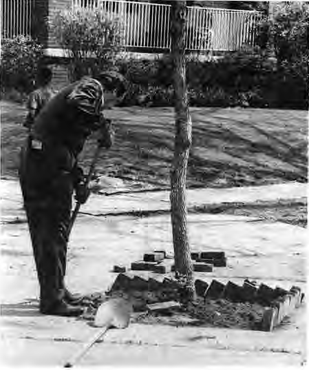 Blitz Day photograph of a neighbor working beside a street tree. No individual name supplied in the source.