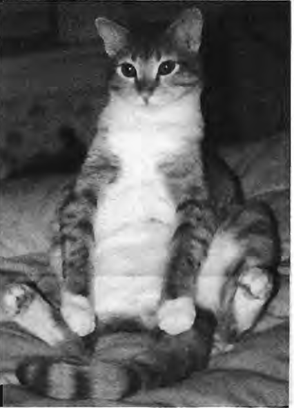 Cat photograph accompanying Cat’s Clause. No individual photographic identification or credit printed.