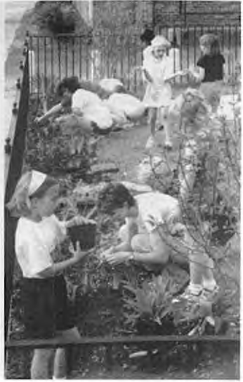 Brownies plant at Four Corners playground. Photographer not credited.