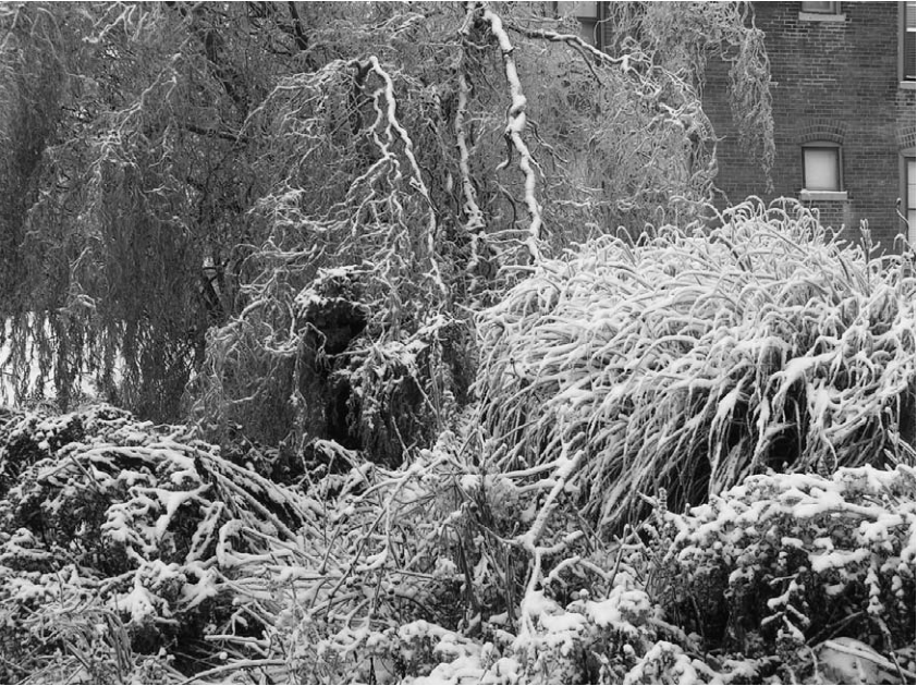 Ice-covered trees and garden.