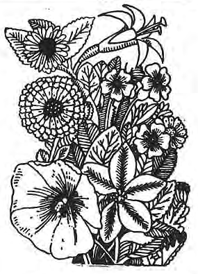 Original drawing of assorted garden flowers.