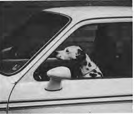 Pepper, a Dalmatian, looking out a car window.
