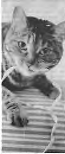 Maria Allen’s cat, Peggy Sue. Photo by King Schoenfeld.