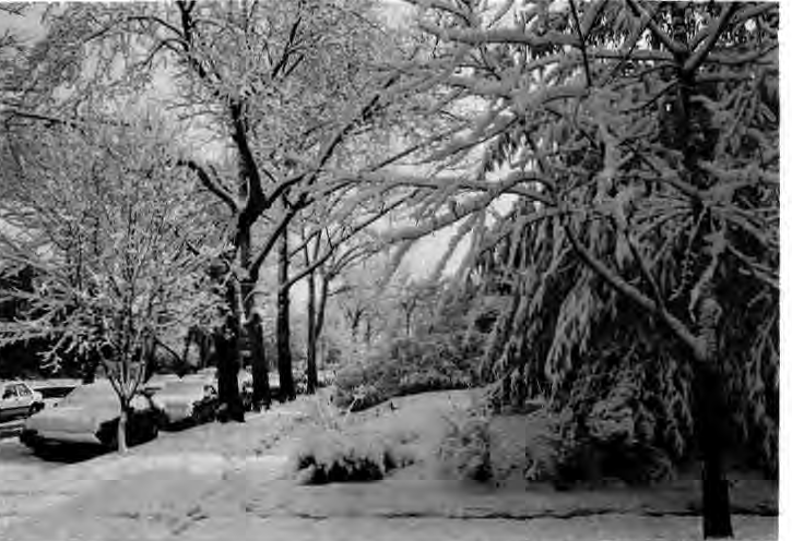 Snow covering neighborhood trees and houses.