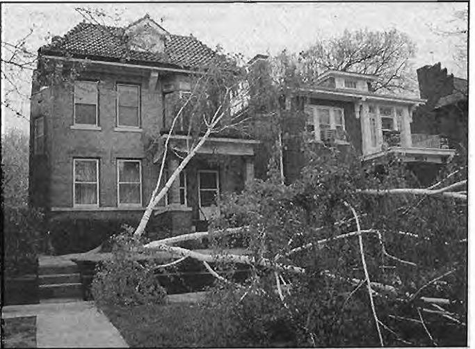 High winds in April downed these birches on the6000block of Washington. Photo by King Schoenfeld.
