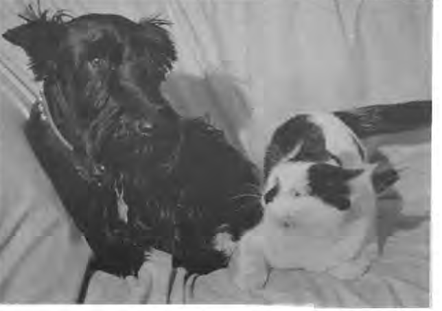 Dog and cat illustrating the original Pet Talk column. Photographer not credited.