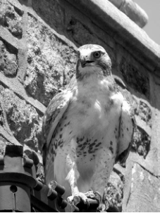 Female red-tail hawk returning to Brookings Hall, per source caption.