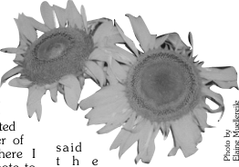 Sunflower blooms.