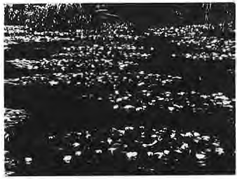 Original small landscape reproduction accompanying the Monet exhibition notice.