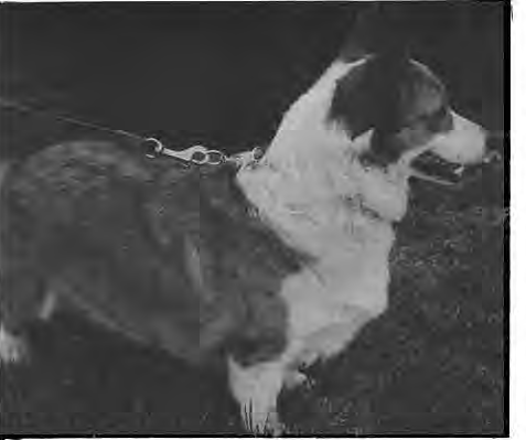 Original dog photograph accompanying Pet Talk. Photographer not credited.