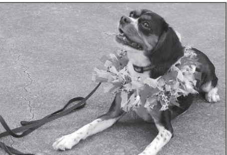Liberty, owned by Mary Wright of Parkview, Best In Show winner at Sarah Jane’s dog show.