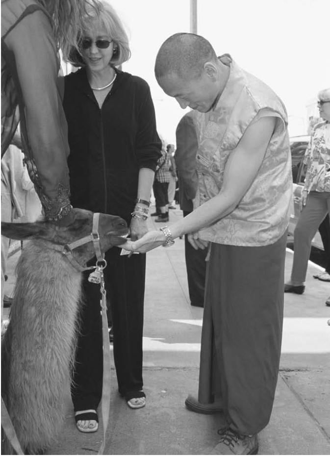 Tibetan Lama Lobsang Palden, Peruvian llama Cinnabun and Alderwoman Lyda Krewson at MacroSun grand opening. Photographer not credited.
