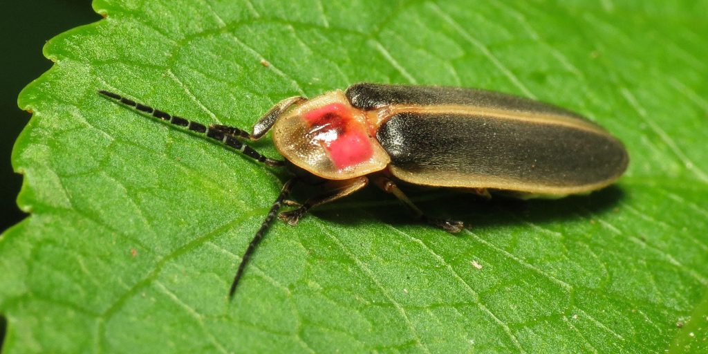 Firefly