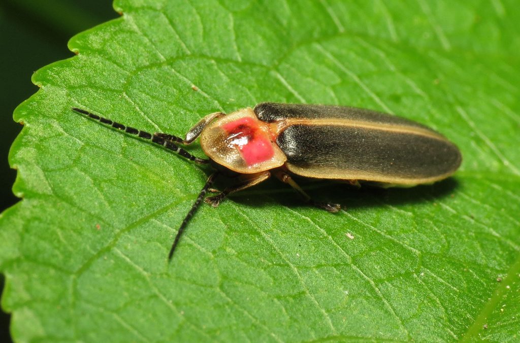 Firefly